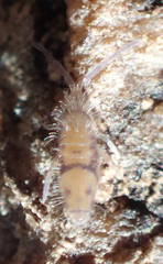 Entomobrya suzannae