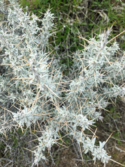 Tetradymia stenolepis