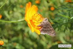 Cogia hippalus hippalus