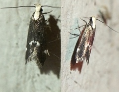 Chionodes phalacra