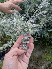 Atriplex spinifera