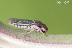 Oncometopia tucumana