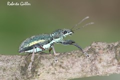 Naupactus auricinctus