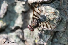 Pterotaenia