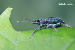 Naupactus auricinctus