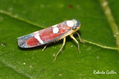 Erythrogonia odonsera