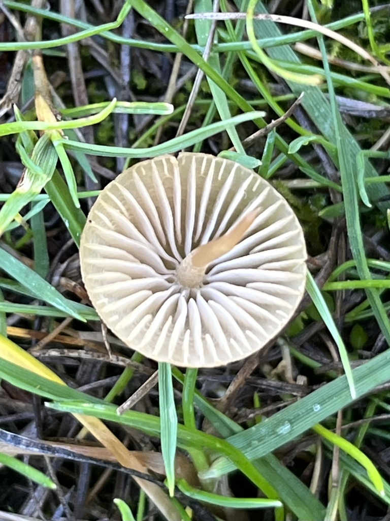 Mycena citrinomarginata from SW Park Way, Beaverton, OR, US on October ...