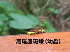 Gynautocera rubriscutellata