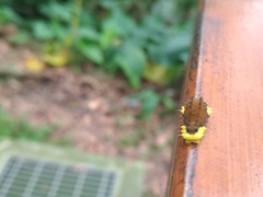 Gynautocera rubriscutellata