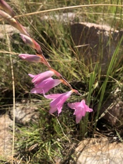 Gladiolus varius