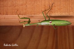 Stagmatoptera praecaria