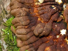 Hypocreopsis amplectens