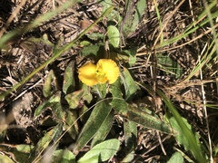 Commelina africana krebsiana