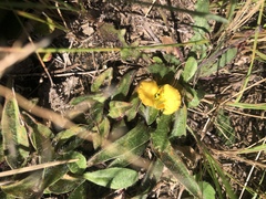 Commelina africana krebsiana