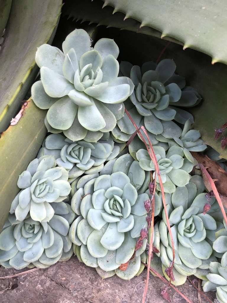Ехеверія — Echeveria elegans