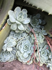 Echeveria elegans