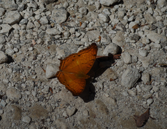 Vindula dejone erotella