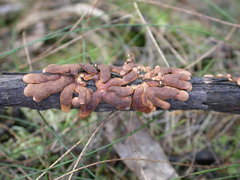 Hypocreopsis amplectens