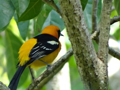 Icterus cucullatus igneus