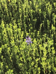 Lupinus shockleyi