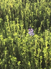 Lupinus shockleyi