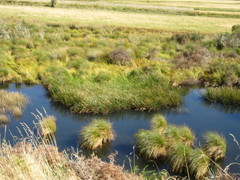 Eleocharis sphacelata