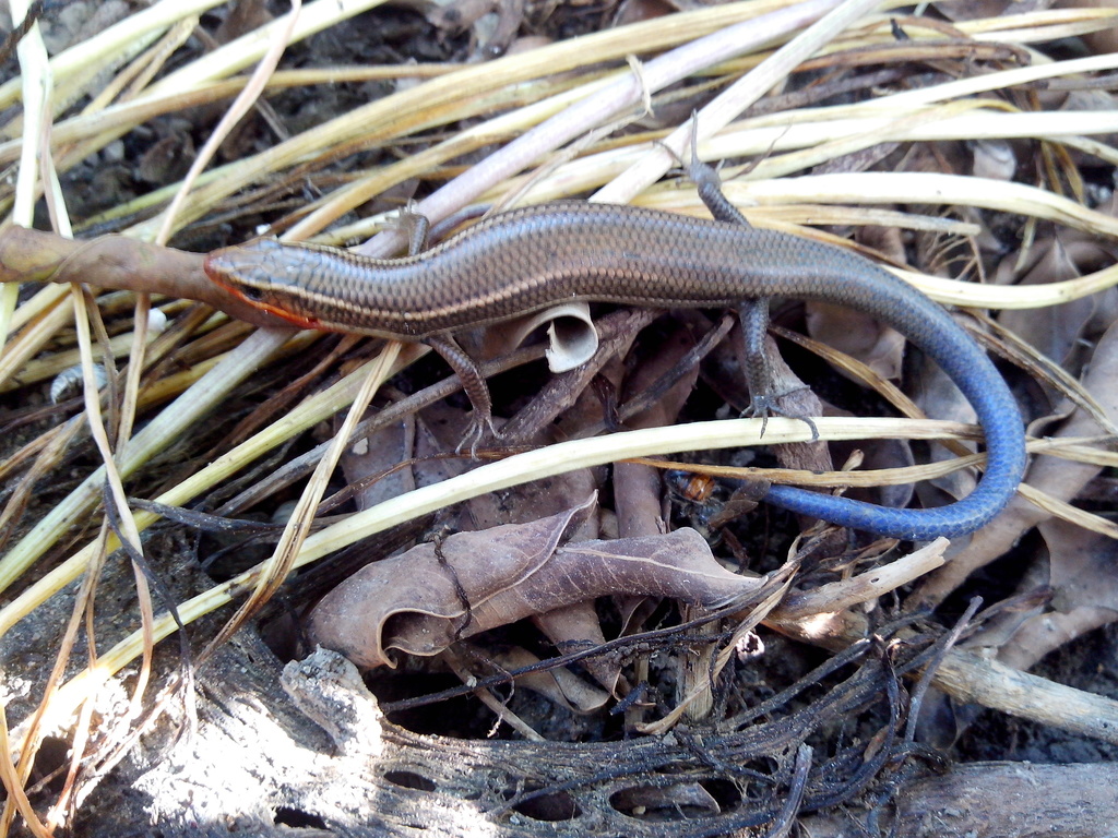 Four-lined Skink