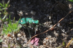 Cicindela ohlone