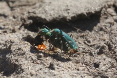 Cicindela ohlone