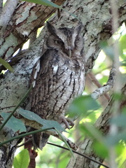 Megascops guatemalae