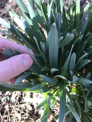 Narcissus pseudonarcissus pseudonarcissus