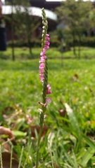 Spiranthes sinensis