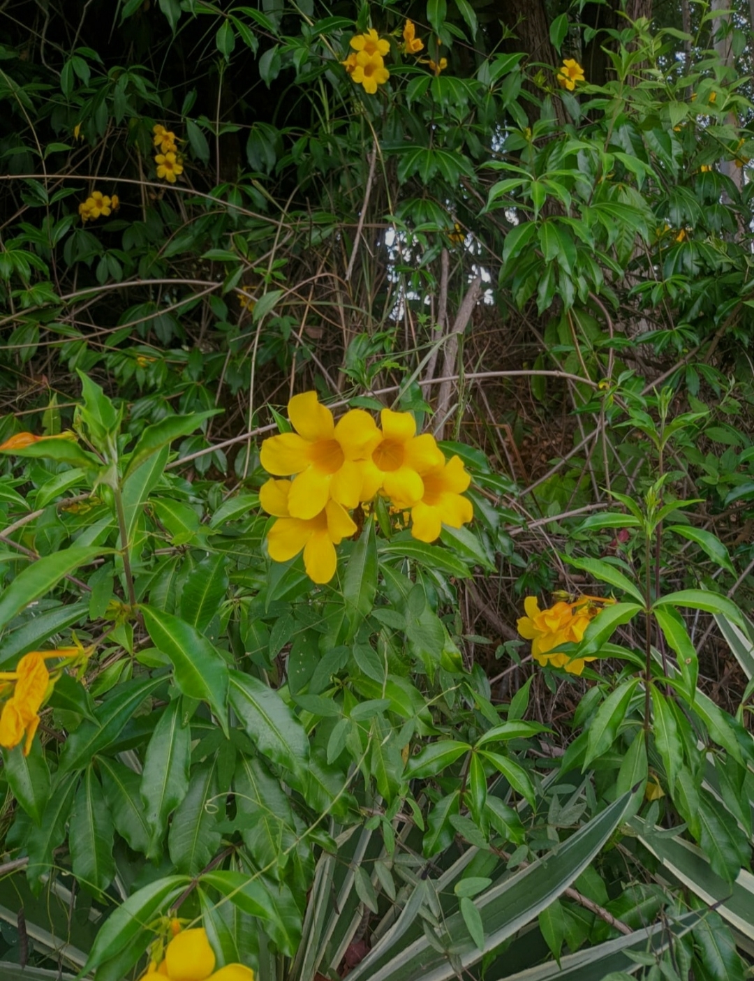 Allamanda cathartica