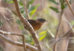 Cryptillas victorini