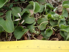 Dichondra recurvata