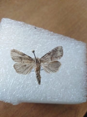 Parastichtis suspecta