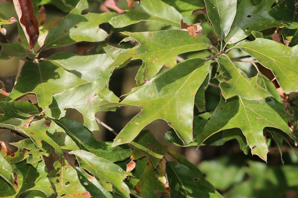 Quercus falcata — an easy houseplant, prefers full sun light