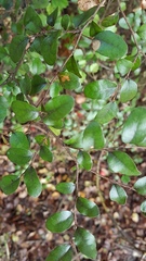 Nothofagus × solfusca