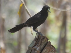 Amblycercus holosericeus