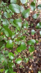 Nothofagus × solfusca