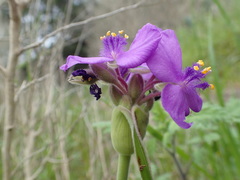 Tradescantia gigantea