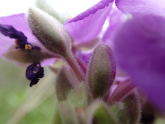 Tradescantia gigantea