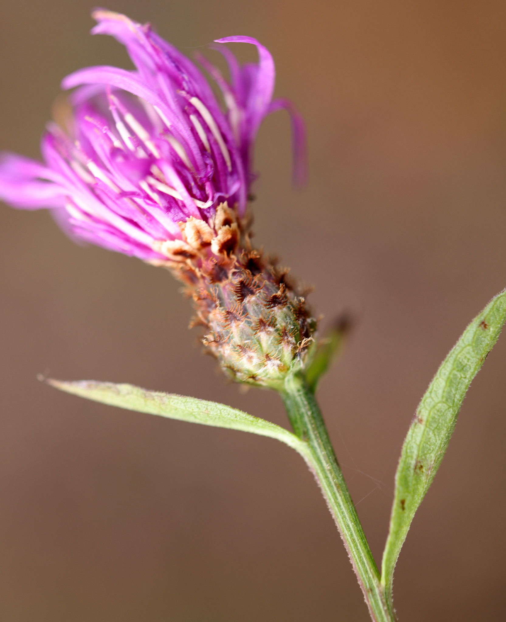 Centaurea X moncktonii