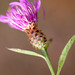 Centaurea × moncktonii - Photo 由 Randy A Nonenmacher 所上傳的 (c) Randy A Nonenmacher，保留部份權利CC BY