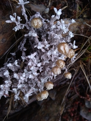 Anaphalis nepalensis