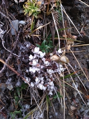 Anaphalis nepalensis