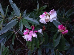 Rhododendron pseudochrysanthum
