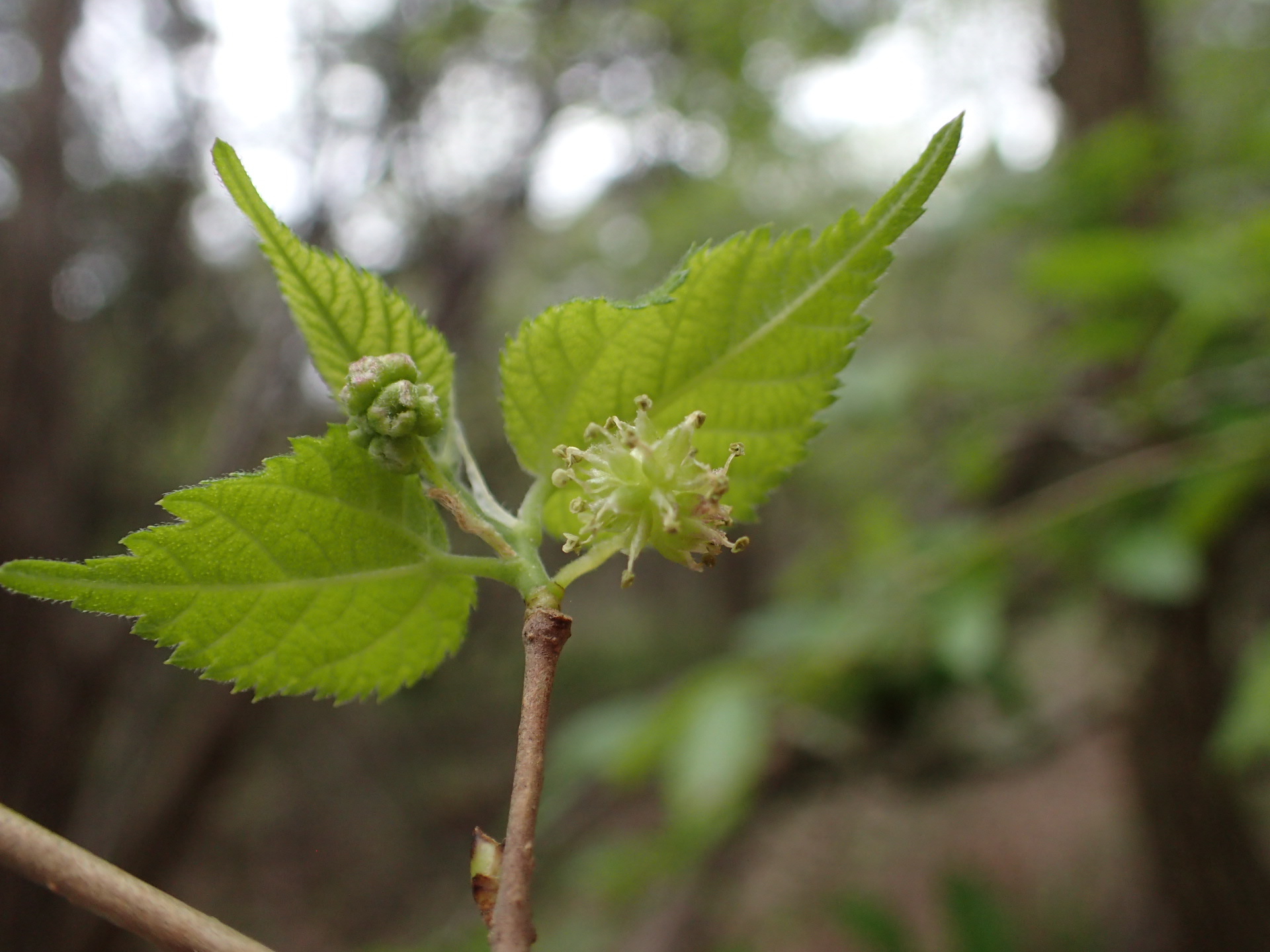 Morus microphylla