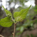 Texas Mulberry - Photo (c) Minnette Marr, some rights reserved (CC BY-NC), uploaded by Minnette Marr