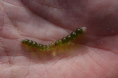 Chaetomorpha coliformis